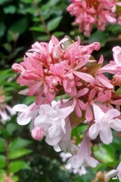 Canyon Creek Abelia - 3 Gallon Pot -Garden Plant Seeds abelia grandiflora canyon creek 3