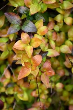 Canyon Creek Abelia - 3 Gallon Pot -Garden Plant Seeds abelia grandiflora canyon creek 4
