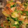 Canyon Creek Abelia - 3 Gallon Pot 2 Canyon Creek Abelia - 3 Gallon Pot -Garden Plant Seeds abelia grandiflora canyon creek 5