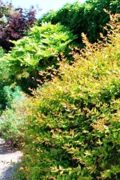 Canyon Creek Abelia - 3 Gallon Pot -Garden Plant Seeds abelia grandiflora canyon creek 6