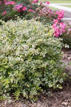 Miss Lemon Dwarf Abelia - 1 Gallon Pot -Garden Plant Seeds abelia grandiflora miss lemon 11