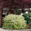 Miss Lemon Dwarf Abelia - 1 Gallon Pot 2 Miss Lemon Dwarf Abelia - 1 Gallon Pot -Garden Plant Seeds abelia grandiflora miss lemon 12