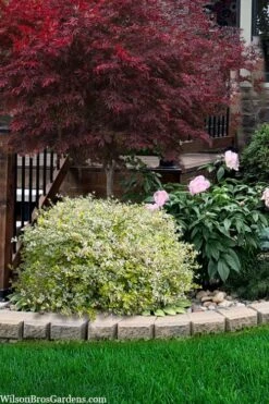 Miss Lemon Dwarf Abelia - 1 Gallon Pot -Garden Plant Seeds abelia grandiflora miss lemon 13