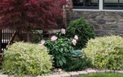 Miss Lemon Dwarf Abelia - 1 Gallon Pot -Garden Plant Seeds abelia grandiflora miss lemon 1420