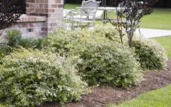Miss Lemon Dwarf Abelia - 1 Gallon Pot -Garden Plant Seeds abelia grandiflora miss lemon 15