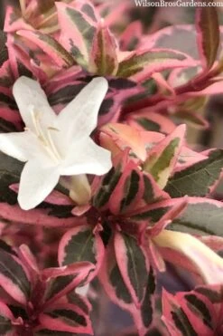 Suntastic Pink Dwarf Abelia - 3 Gallon Pot -Garden Plant Seeds abelia suntastic pink 11 1