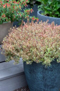 Suntastic Pink Dwarf Abelia - 3 Gallon Pot -Garden Plant Seeds abelia suntastic pink 2