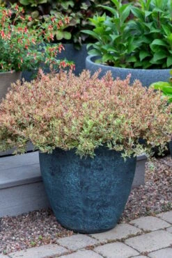 Suntastic Pink Dwarf Abelia - 3 Gallon Pot -Garden Plant Seeds abelia suntastic pink 4