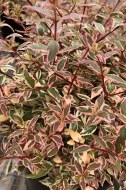 Suntastic Pink Dwarf Abelia - 3 Gallon Pot -Garden Plant Seeds abelia suntastic pink 6