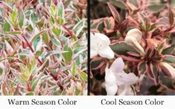 Suntastic Pink Dwarf Abelia - 3 Gallon Pot -Garden Plant Seeds abelia suntastic pink 9