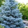 Blue Cloak White Fir (Abies Concolor) - 2 Gallon Pot 2 Blue Cloak White Fir (Abies Concolor) - 2 Gallon Pot -Garden Plant Seeds abies concolor blue cloak white fir 1 1