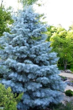Blue Cloak White Fir (Abies Concolor) - 2 Gallon Pot