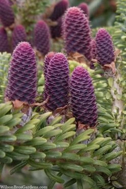 Horstmann's Silberlocke Korean Fir - 5 Gallon Pot -Garden Plant Seeds abies koreana hortmanns silberlocke korean fir 3