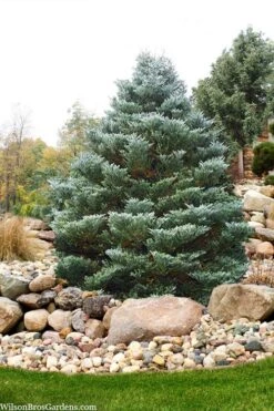 Horstmann's Silberlocke Korean Fir - 2 Gallon Pot -Garden Plant Seeds abies koreana hortmanns silberlocke korean fir 6 1