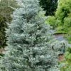 Horstmann's Silberlocke Korean Fir - 5 Gallon Pot -Garden Plant Seeds abies koreana hortmanns silberlocke korean fir 9