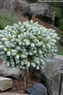 Ice Breaker Korean Fir (Single Trunk Topiary) - 2 Gallon Pot