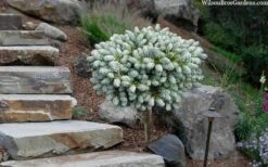 Ice Breaker Korean Fir (Single Trunk Topiary) - 1 Gallon Pot 11 Ice Breaker Korean Fir (Single Trunk Topiary) - 1 Gallon Pot -Garden Plant Seeds abies koreana kouhouts ice breaker korean fir 2 2