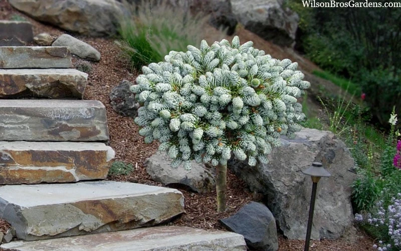 Ice Breaker Korean Fir (Single Trunk Topiary) - 1 Gallon Pot 7 Ice Breaker Korean Fir (Single Trunk Topiary) - 1 Gallon Pot - Image 5