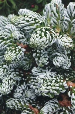 Ice Breaker Korean Fir (Single Trunk Topiary) - 2 Gallon Pot -Garden Plant Seeds abies koreana kouhouts ice breaker korean fir 3