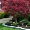 Ribbon Leaf Japanese Maple (Acer Palmatum 'Atrolineare') - 3 Gallon Pot -Garden Plant Seeds acer palmatum atrolineare ribbon leaf japanese maple 1