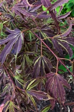 'Beni Shi En' Purple Smoke Japanese Maple - 3 Gallon Pot -Garden Plant Seeds acer palmatum beni shi en japanese maple tree 20