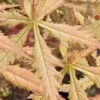 Blonde Beauty Japanese Maple - 3 Gallon Pot -Garden Plant Seeds acer palmatum blonde beauty japanese maple 1