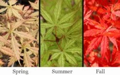 Blonde Beauty Japanese Maple - 3 Gallon Pot -Garden Plant Seeds acer palmatum blonde beauty japanese maple 2