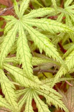 Blonde Beauty Japanese Maple - 3 Gallon Pot -Garden Plant Seeds acer palmatum blonde beauty japanese maple 3