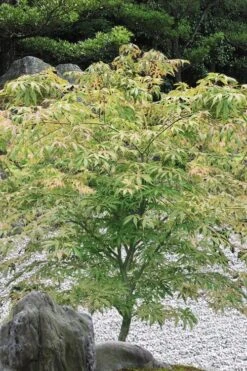 Blonde Beauty Japanese Maple - 3 Gallon Pot -Garden Plant Seeds acer palmatum blonde beauty japanese maple 5