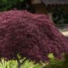 Crimson Queen Dwarf Japanese Maple (High Graft Tree Form) - 2 Gallon Pot -Garden Plant Seeds acer palmatum dissectum crimson queen high graft tree form 1