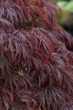 Crimson Queen Dwarf Japanese Maple (High Graft Tree Form) - 2 Gallon Pot -Garden Plant Seeds acer palmatum dissectum crimson queen leaves