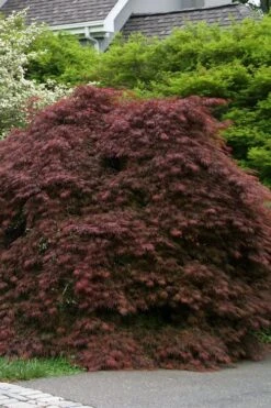 Crimson Queen Dwarf Japanese Maple - 2 Gallon Pot -Garden Plant Seeds acer palmatum dissectum crimson queen low graft shrub form 1 1