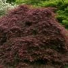 Crimson Queen Dwarf Japanese Maple - 2 Gallon Pot -Garden Plant Seeds acer palmatum dissectum crimson queen low graft shrub form 1