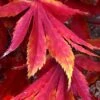 Fascination Japanese Maple - 3 Gallon Pot -Garden Plant Seeds acer palmatum fascination japanese maple foliage colors 7