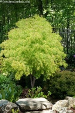 Fascination Japanese Maple - 3 Gallon Pot -Garden Plant Seeds acer palmatum fascination japanese maple foliage colors 8