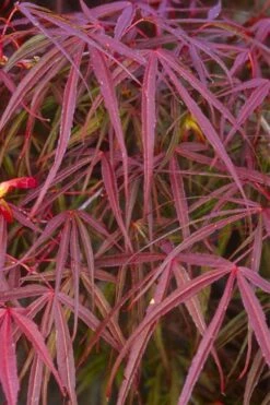 Ribbon Leaf Japanese Maple (Acer Palmatum 'Atrolineare') - 3 Gallon Pot 16 Ribbon Leaf Japanese Maple (Acer Palmatum 'Atrolineare') - 3 Gallon Pot -Garden Plant Seeds acer palmatum filifera purpurea 5