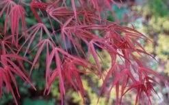 Ribbon Leaf Japanese Maple (Acer Palmatum 'Atrolineare') - 3 Gallon Pot 18 Ribbon Leaf Japanese Maple (Acer Palmatum 'Atrolineare') - 3 Gallon Pot -Garden Plant Seeds acer palmatum filifera purpurea 6