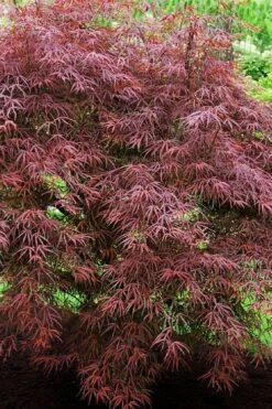 Ribbon Leaf Japanese Maple (Acer Palmatum 'Atrolineare') - 3 Gallon Pot 14 Ribbon Leaf Japanese Maple (Acer Palmatum 'Atrolineare') - 3 Gallon Pot -Garden Plant Seeds acer palmatum filifera purpurea 7