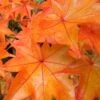 Hogyoku Japanese Maple - 1 Gallon Pot -Garden Plant Seeds acer palmatum hogyoku japanese maple 1