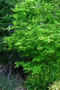 Hogyoku Japanese Maple - 1 Gallon Pot -Garden Plant Seeds acer palmatum hogyoku japanese maple 2
