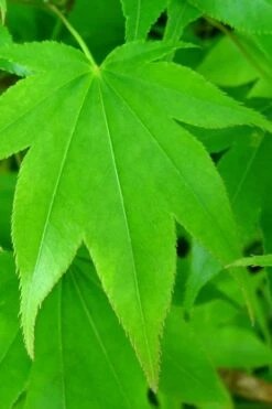 Hogyoku Japanese Maple - 3 Gallon Pot -Garden Plant Seeds acer palmatum hogyoku japanese maple 4 1