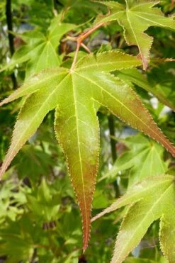 Hogyoku Japanese Maple - 1 Gallon Pot -Garden Plant Seeds acer palmatum hogyoku japanese maple 5