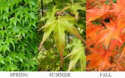Hogyoku Japanese Maple - 3 Gallon Pot -Garden Plant Seeds acer palmatum hogyoku japanese maple 6 1
