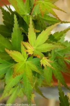 Jade Dragon Dwarf Japanese Maple - 3 Gallon Pot -Garden Plant Seeds acer palmatum jade dragon japanese maple 3