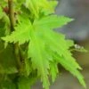 Jade Dragon Dwarf Japanese Maple - 3 Gallon Pot -Garden Plant Seeds acer palmatum jade dragon japanese maple 4