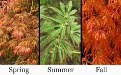 Jeddeloh Orange Japanese Maple - 1 Gallon Pot -Garden Plant Seeds acer palmatum jeddeloh orange japanese maple 3