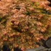 Jeddeloh Orange Japanese Maple - 1 Gallon Pot 1 Jeddeloh Orange Japanese Maple - 1 Gallon Pot -Garden Plant Seeds acer palmatum jeddeloh orange japanese maple 5
