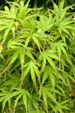 Eagle's Claw Japanese Maple - (Acer Palmatum 'Kamagata') - 3 Gallon Pot -Garden Plant Seeds acer palmatum kamagata eagles claw japanese maple 3