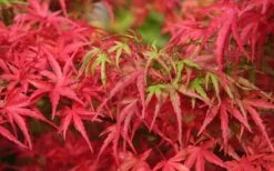 Eagle's Claw Japanese Maple - (Acer Palmatum 'Kamagata') - 3 Gallon Pot -Garden Plant Seeds acer palmatum kamagata eagles claw japanese maple 4