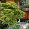 Eagle's Claw Japanese Maple - (Acer Palmatum 'Kamagata') - 3 Gallon Pot -Garden Plant Seeds acer palmatum kamagata eagles claw japanese maple 6